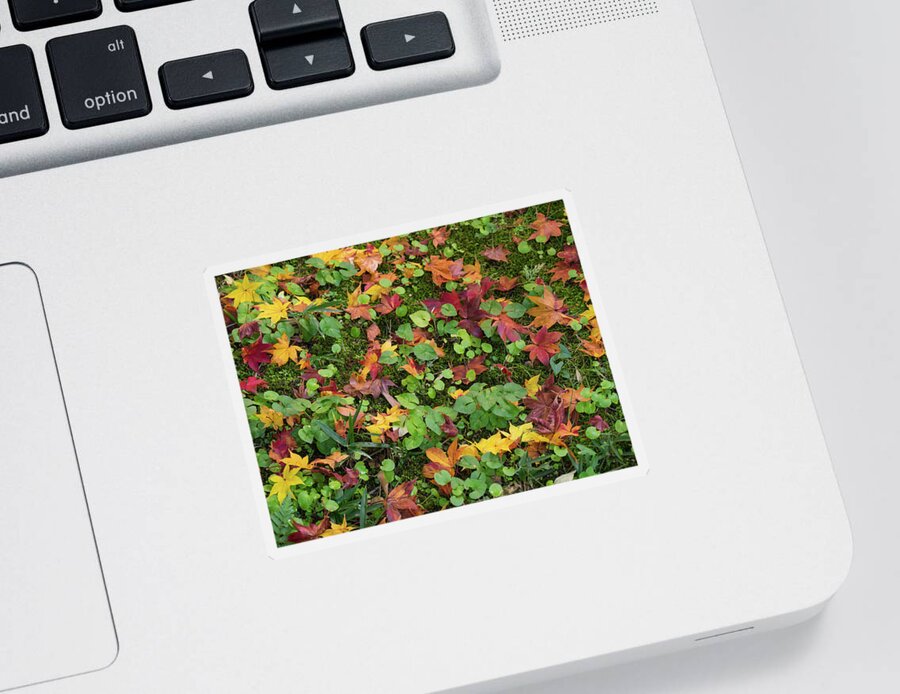 Photography Sticker featuring the photograph Fallen Autumnal Leaves On Ground by Panoramic Images