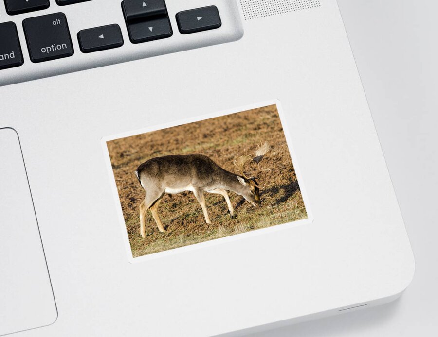 Deer Sticker featuring the photograph Fallow deer buck by Steev Stamford