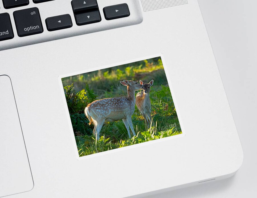 Fallow Sticker featuring the photograph Fallow deer doe with fawn by Louise Heusinkveld