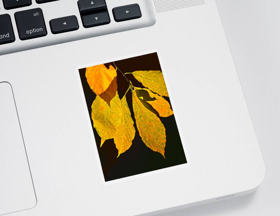 Fall Sticker featuring the photograph Fall's Purest Gold by Sandi OReilly