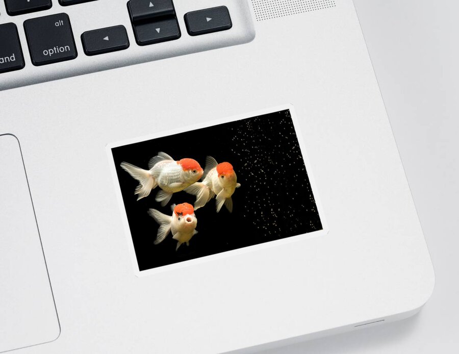 Fish Sticker featuring the photograph Fancy Goldfish by Jean-Michel Labat
