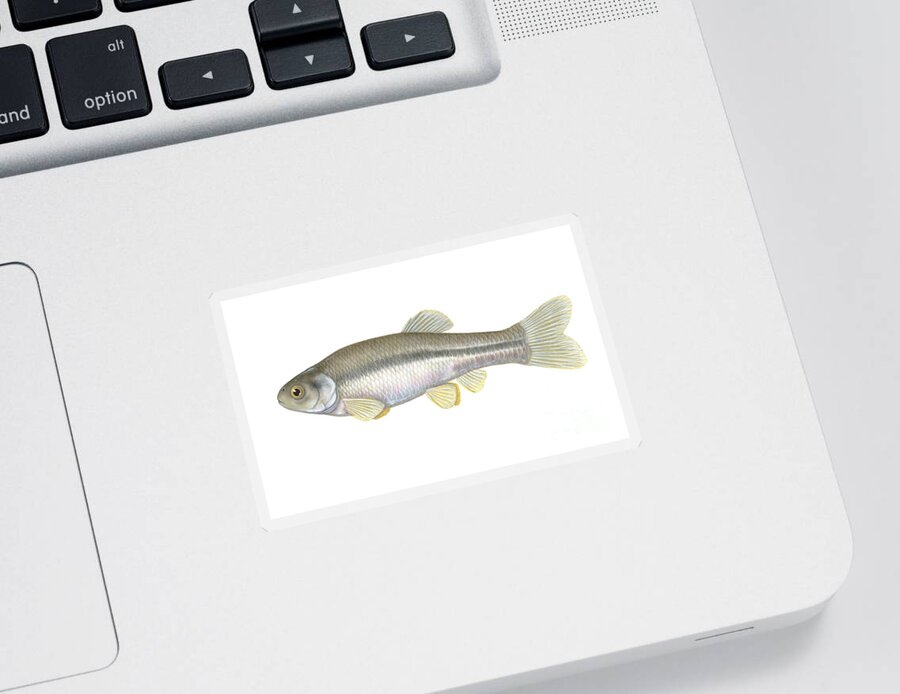 Fathead Minnow Sticker featuring the photograph Fathead Minnow by Carlyn Iverson