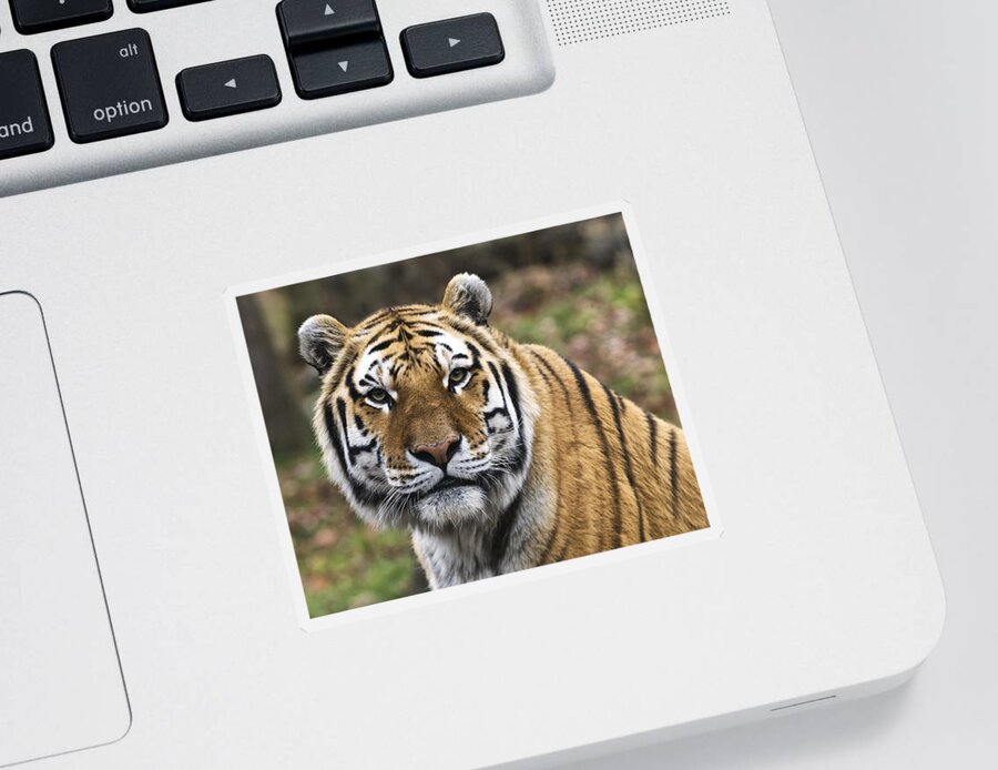Tiger Sticker featuring the photograph Fearless by Jean-Pierre Ducondi