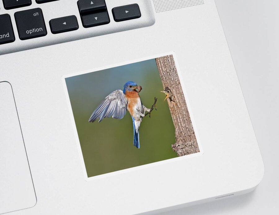 Eastern Bluebird Sticker featuring the photograph Feed me Daddy by Susan Candelario