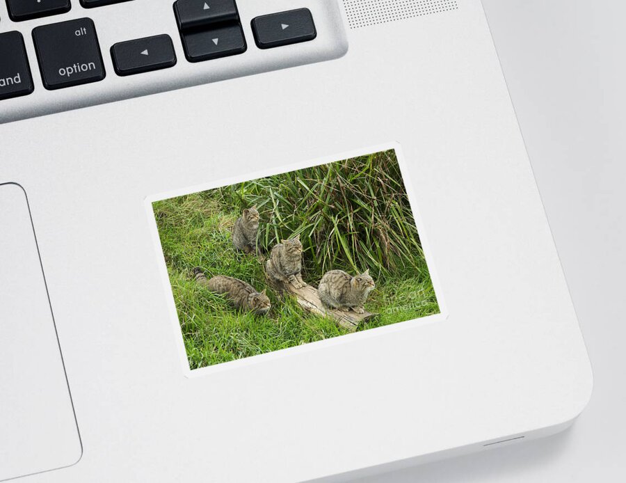 Wildcat Sticker featuring the photograph Feeding Time by Louise Heusinkveld