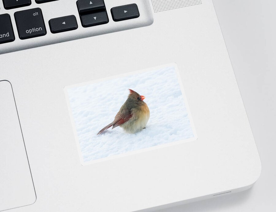 Cardinal Sticker featuring the photograph Female Cardinal by Holden The Moment