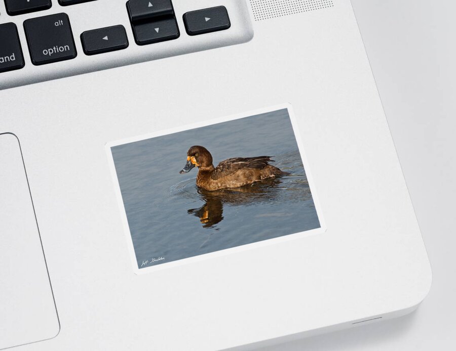 Animal Sticker featuring the photograph Female Greater Scaup by Jeff Goulden