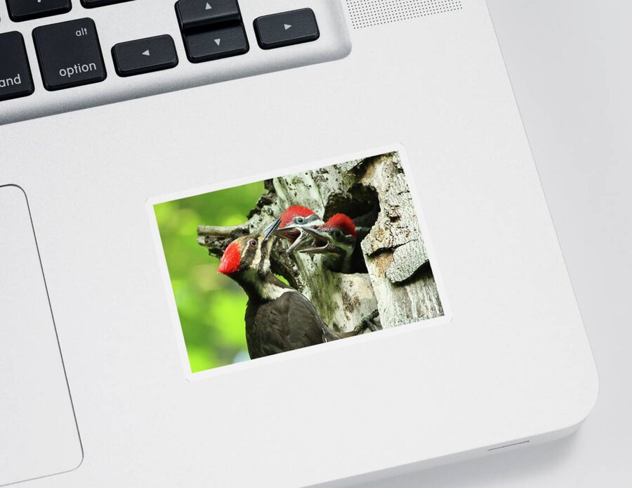 Pileated Sticker featuring the photograph Female Pileated Woodpecker at nest by Mircea Costina Photography