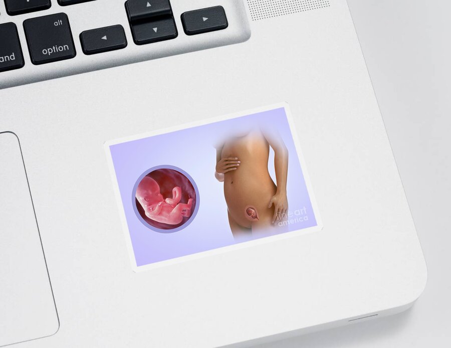 Pregnant Sticker featuring the photograph Fetal Development Week 12 by Science Picture Co