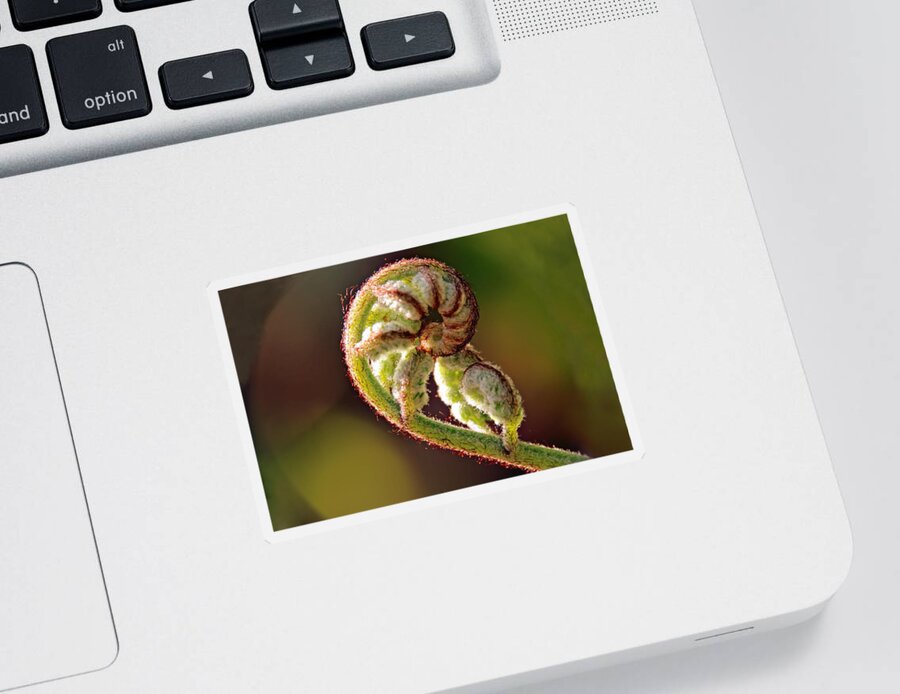 Ferns Sticker featuring the photograph Fiddlehead Fern by Peggy Collins