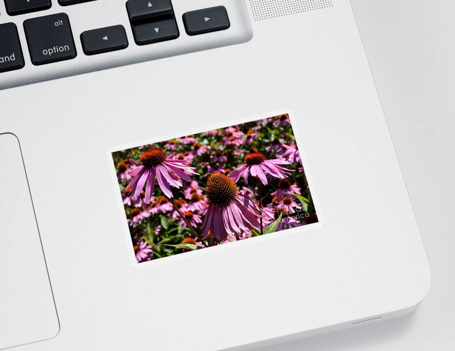 Art Sticker featuring the photograph Field of Echinaceas by Scott Lyons