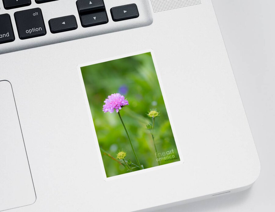 Bulgaria Sticker featuring the photograph Field scabious Wild Flower by Jivko Nakev
