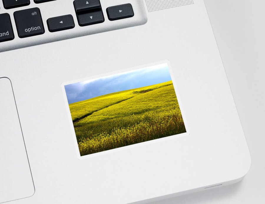 Field Sticker featuring the photograph Fields Of Gold by Shane Bechler