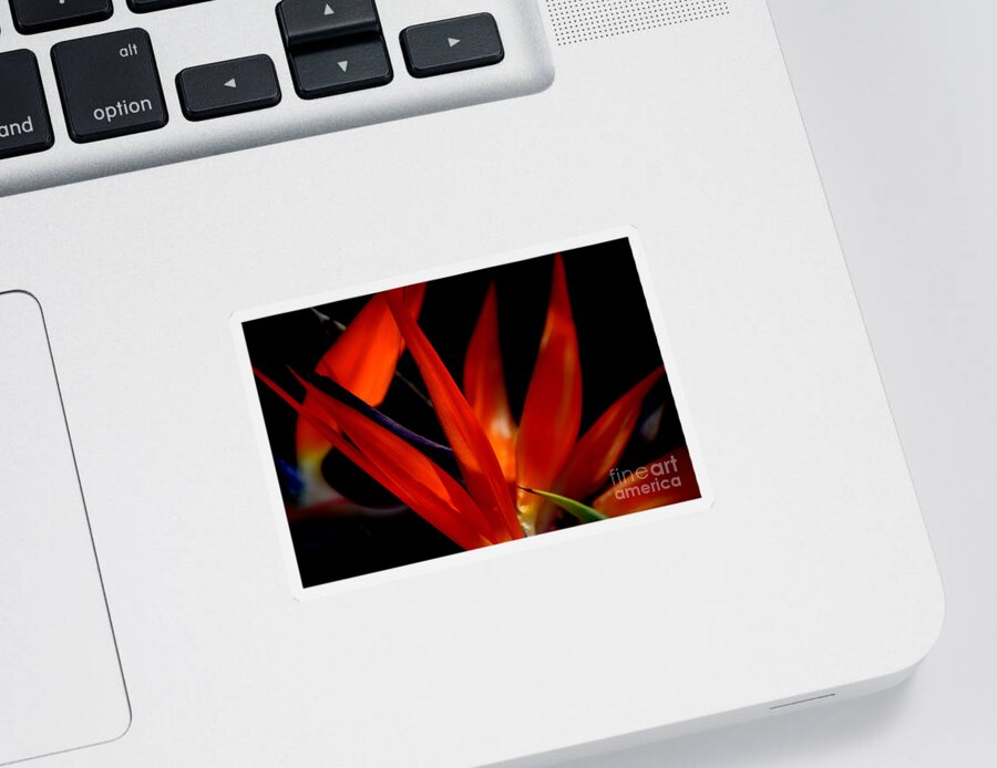 Bird Of Paradise Sticker featuring the photograph Fiery Red Bird of Paradise by Susanne Van Hulst