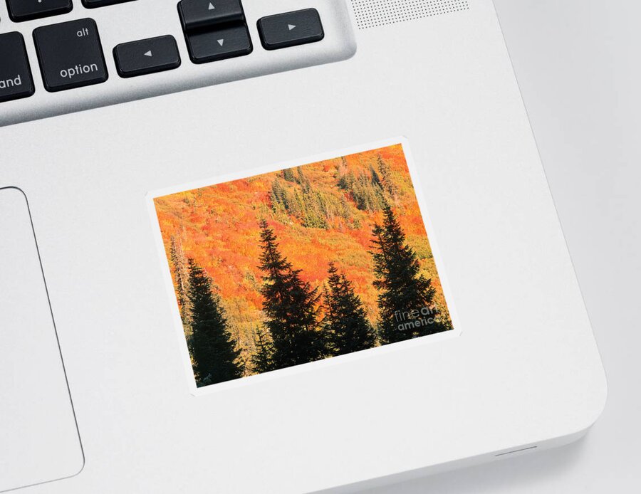 Landscape Sticker featuring the photograph Fir trees and Blueberry bushes in Autumn by F Stuart Westmorland
