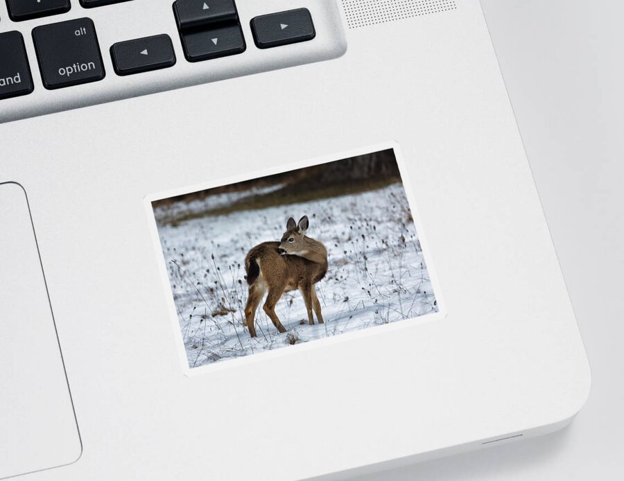 Fawn Sticker featuring the photograph First Winter by Belinda Greb