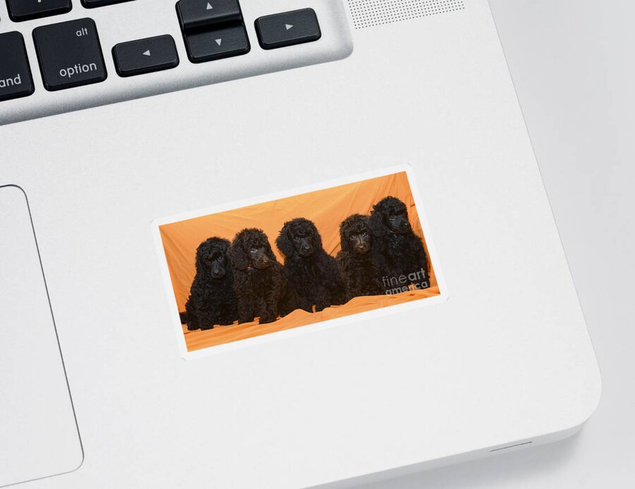 Black Miniature Poodle Sticker featuring the photograph Five poodle puppies by Amir Paz