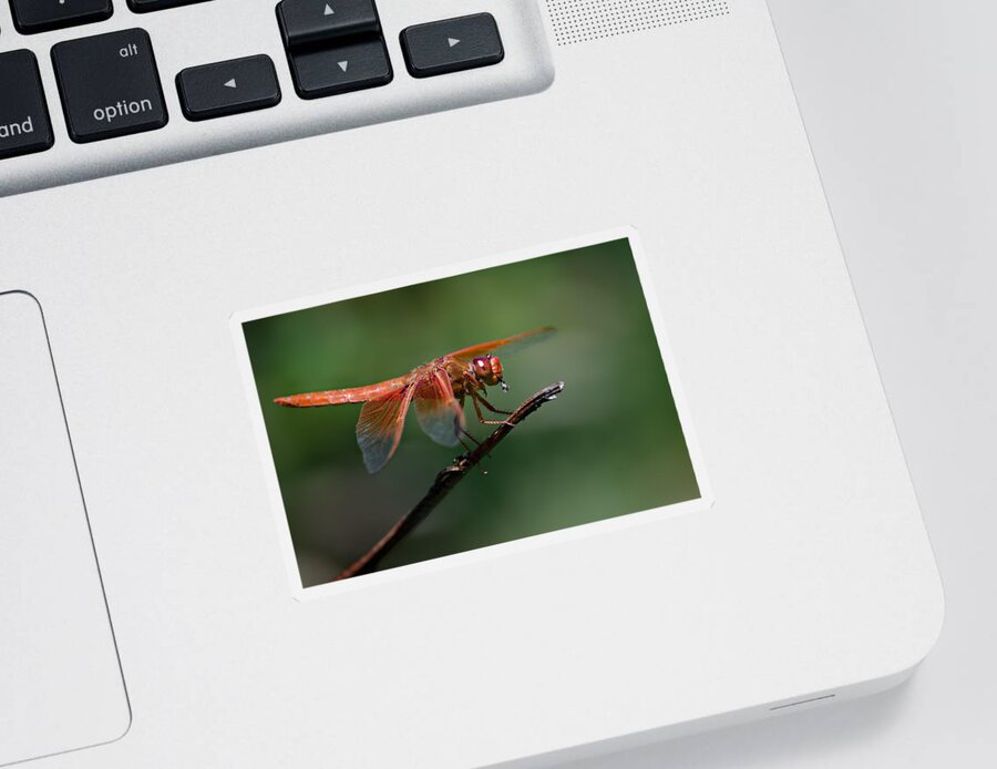 Dragonfly Sticker featuring the photograph Flame Skimmer Dragonfly by Linda Villers