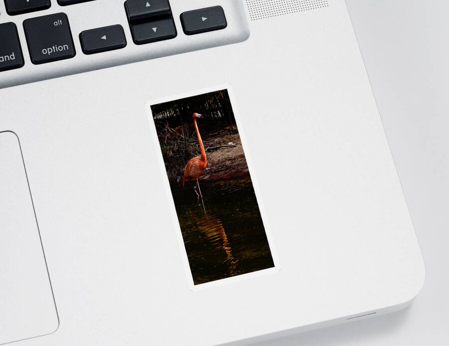 Flamingo Sticker featuring the photograph Flamingo at rest. by Weston Westmoreland