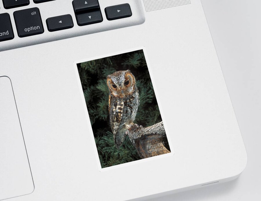 Animal Sticker featuring the photograph Flammulated Owl by Anthony Mercieca