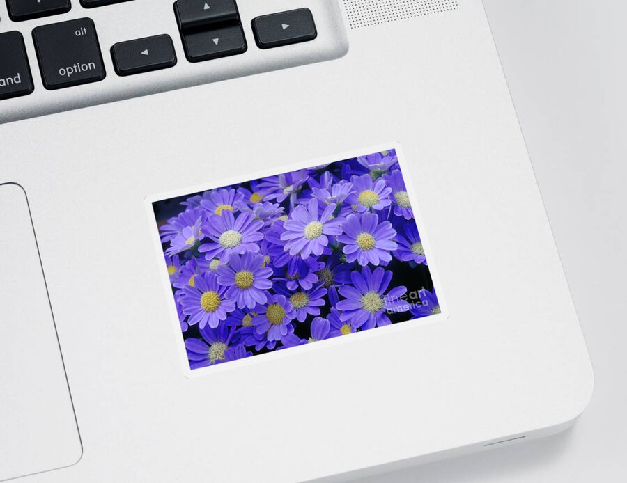 Cineraria Hybrid Sticker featuring the photograph Florists Cineraria Hybrid by Geoff Bryant