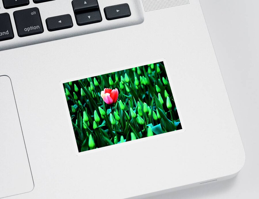 Tulips Sticker featuring the photograph Flourish by Benjamin Yeager