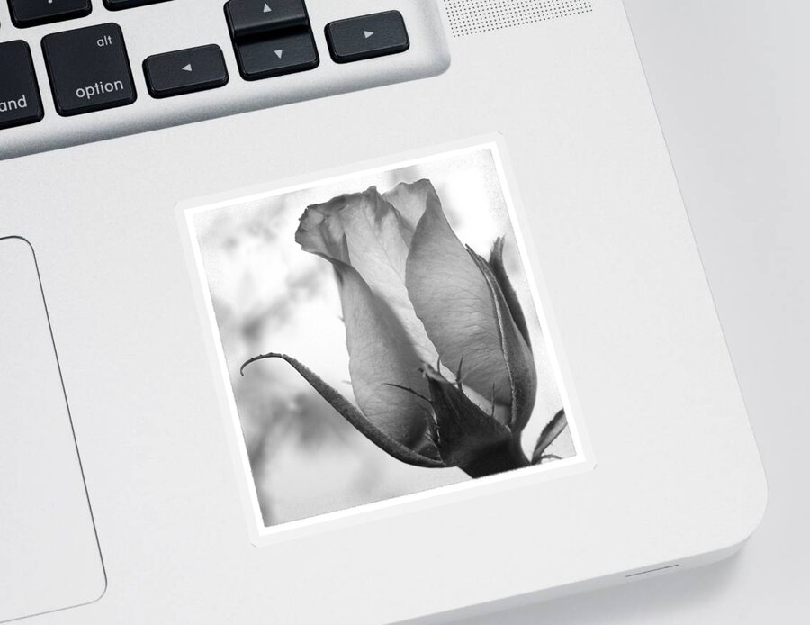Blooming Rose Sticker featuring the photograph Blooming Rose by Mike McGlothlen