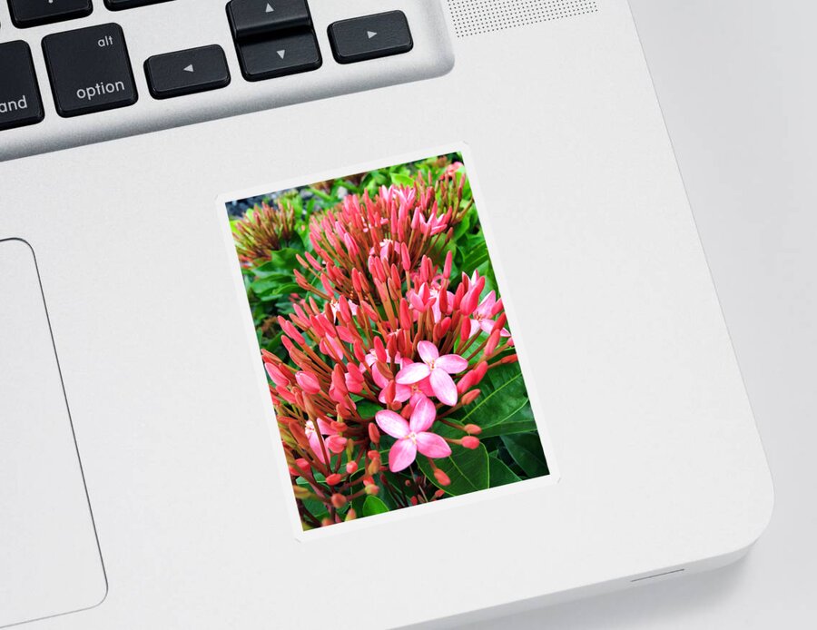 Flowers Sticker featuring the photograph Flower 74 by Dawn Eshelman