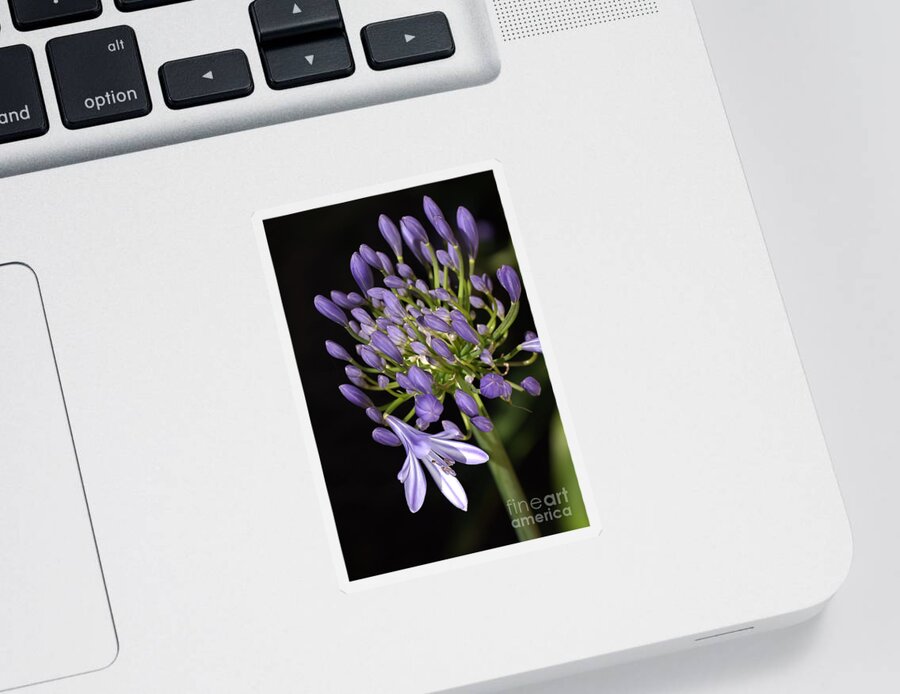 Lily Of The Nile Sticker featuring the photograph Flower Agapanthus Blue Buds One Flower by Joy Watson
