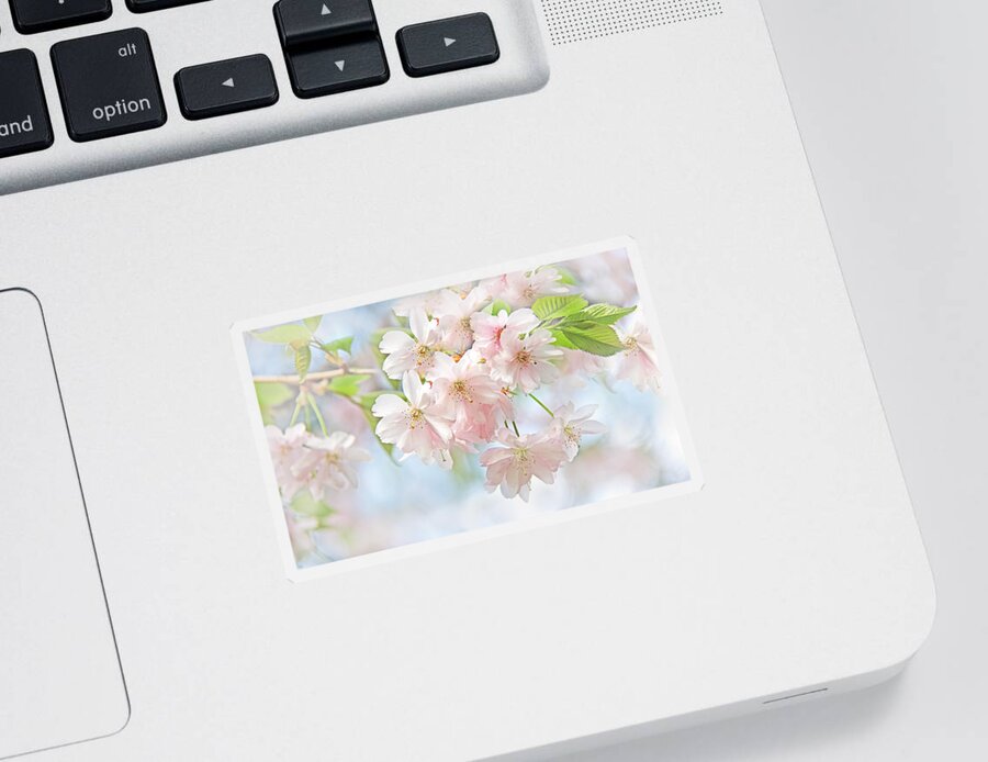 Cherry Sticker featuring the photograph Flowering Cherry Tree Blossoms by Jennie Marie Schell