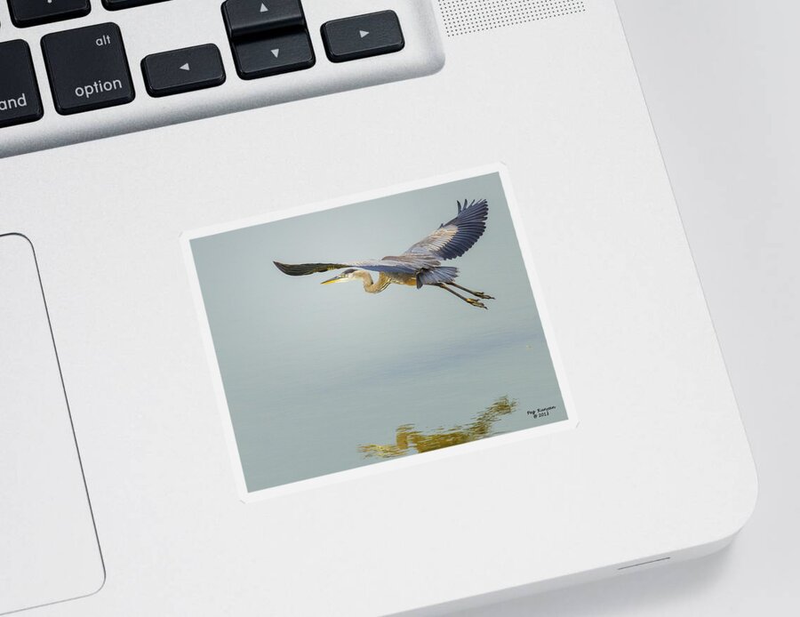 Blue Heron Sticker featuring the photograph Flying Blue Heron by Peg Runyan