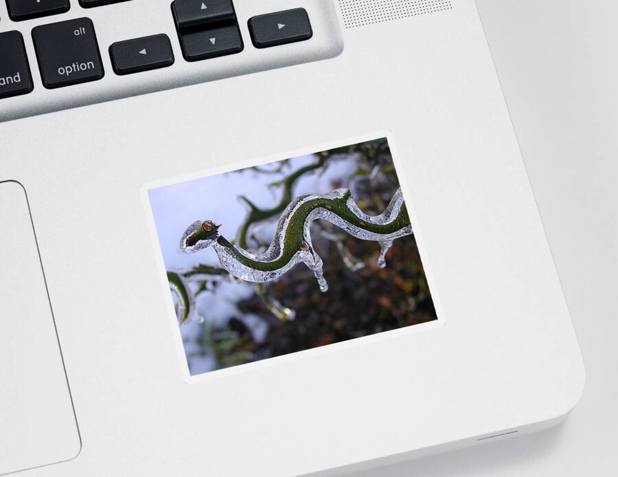 Tree Sticker featuring the photograph Flying Dragon by Mike Kling