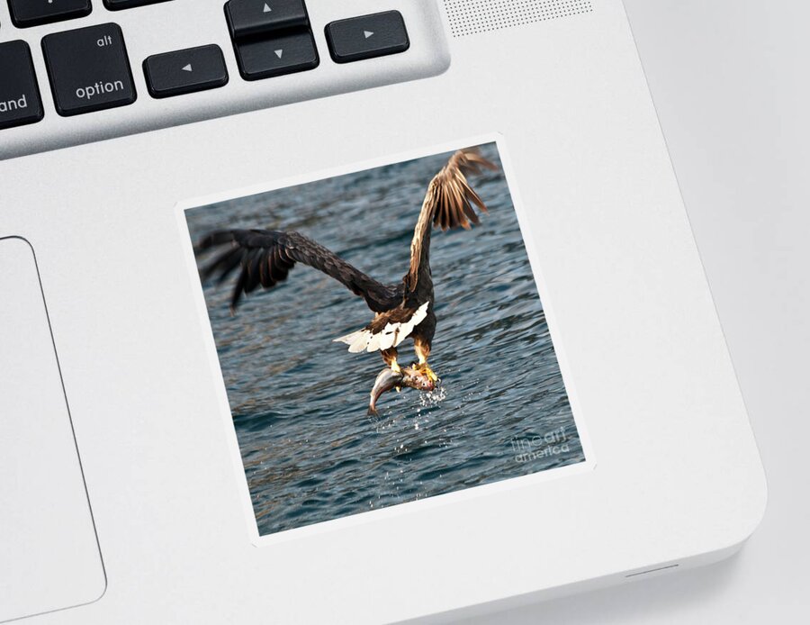 White_tailed Eagle Sticker featuring the photograph Flying European Sea Eagle 3 by Heiko Koehrer-Wagner