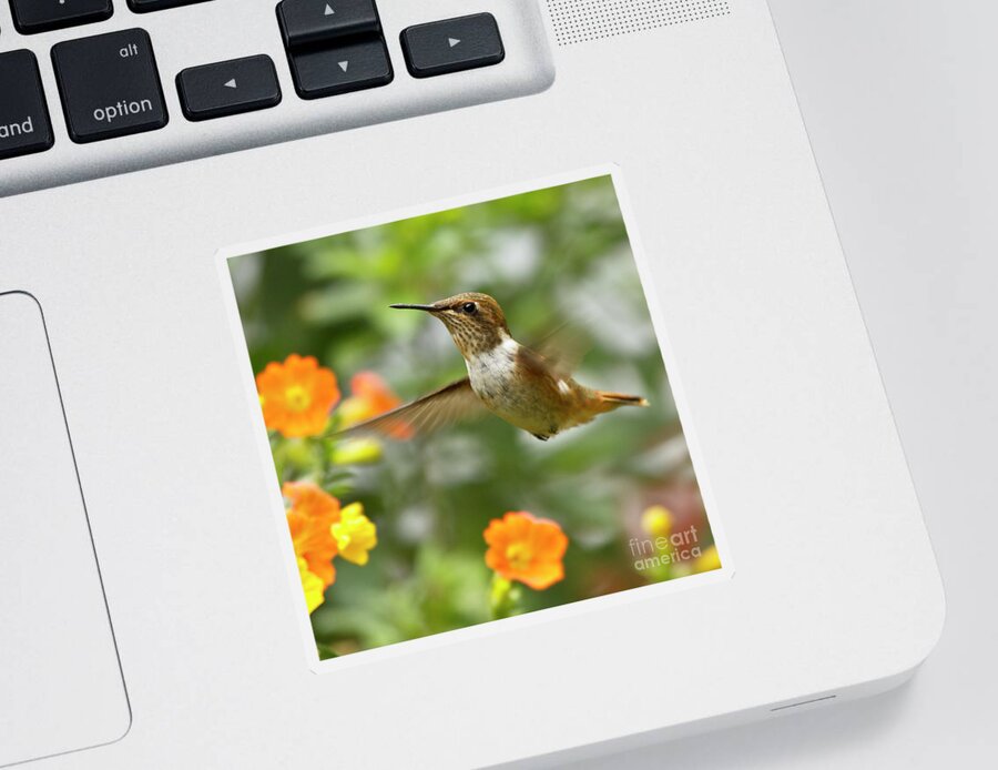 Bird Sticker featuring the photograph Flying Scintillant Hummingbird by Heiko Koehrer-Wagner