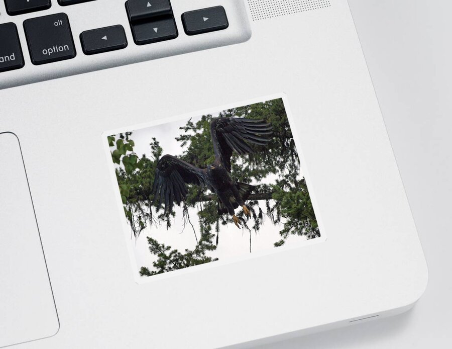 Hawk Sticker featuring the photograph Focused on Prey by Vivian Martin