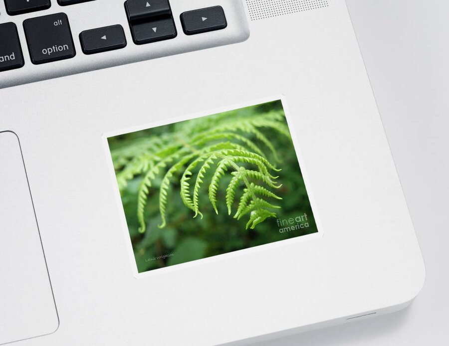 Fern Sticker featuring the photograph Forest Fern by Lainie Wrightson
