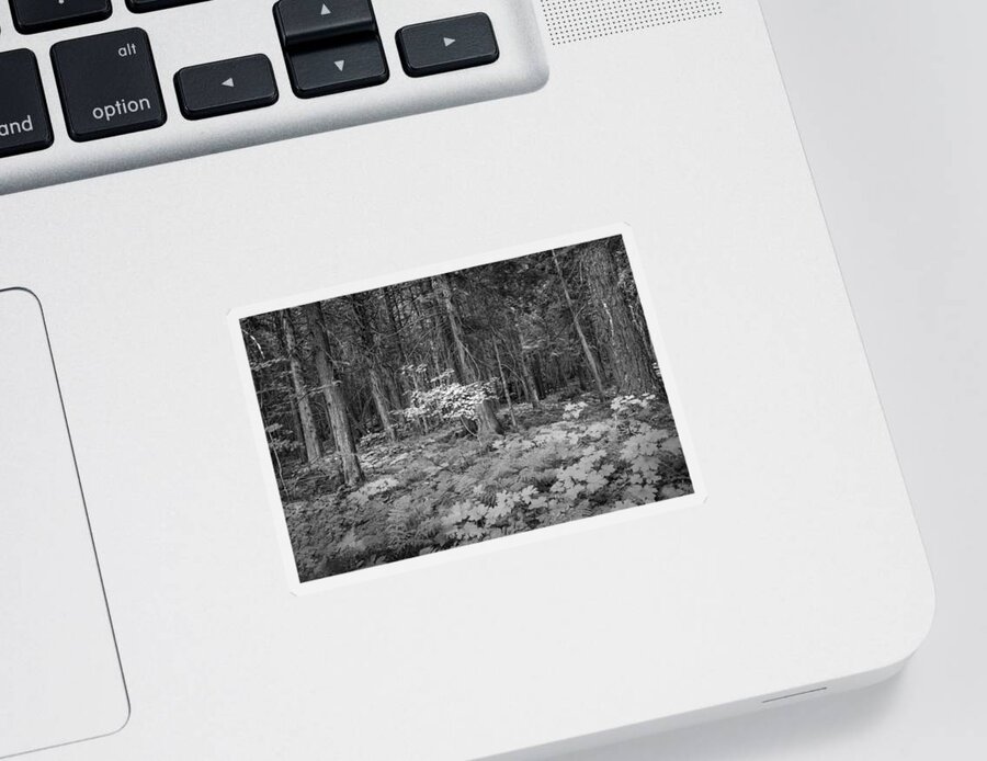 Glacier National Park Sticker featuring the photograph Forest Floor Glacier National Park BW by Rich Franco
