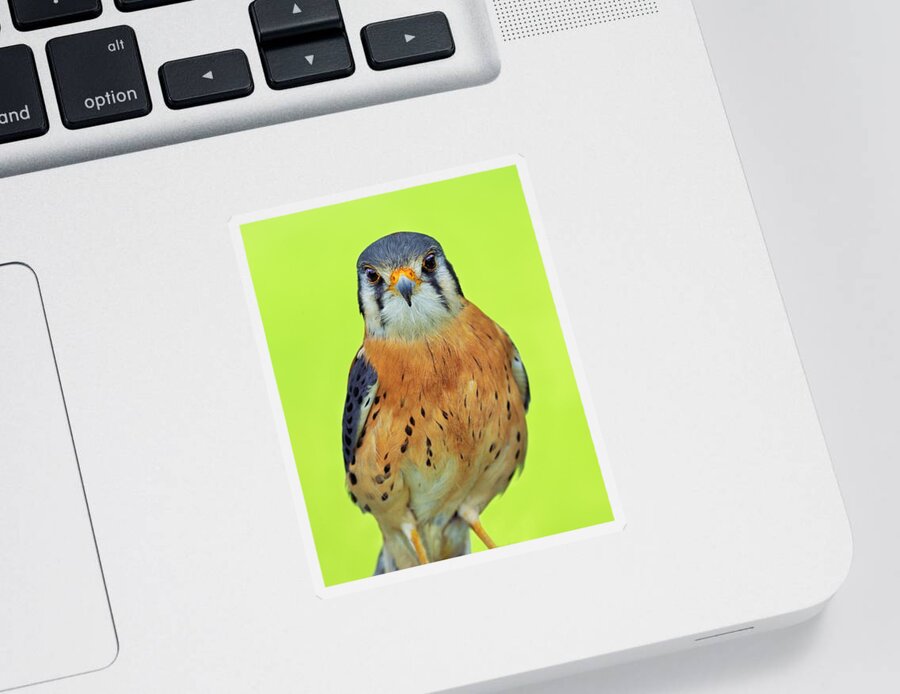 American Kestrel Sticker featuring the photograph Forward Focus by Tony Beck
