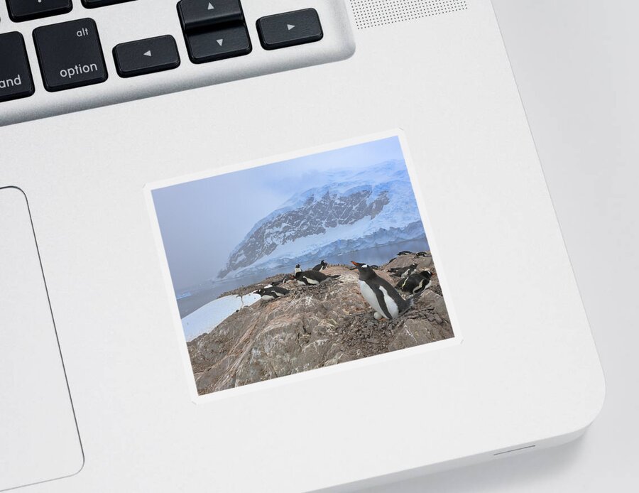 Gentoo Penguin Sticker featuring the photograph Fragile Home by Tony Beck