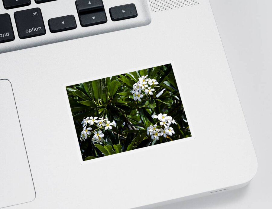 Aloha Sticker featuring the photograph Fragrant Clusters by Christi Kraft