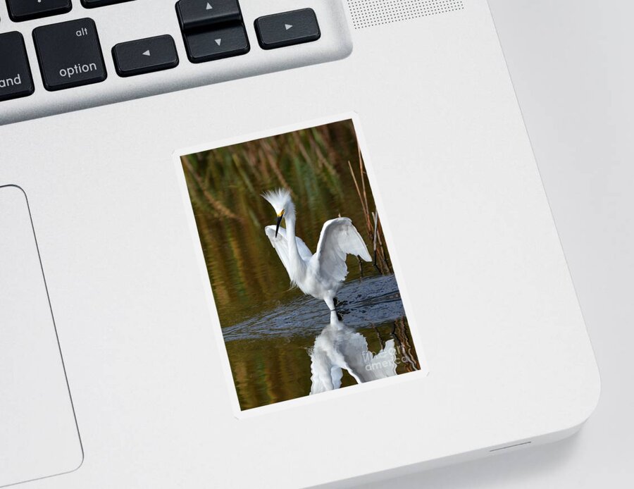 Egrets Sticker featuring the photograph Frazzled by Kathy Baccari