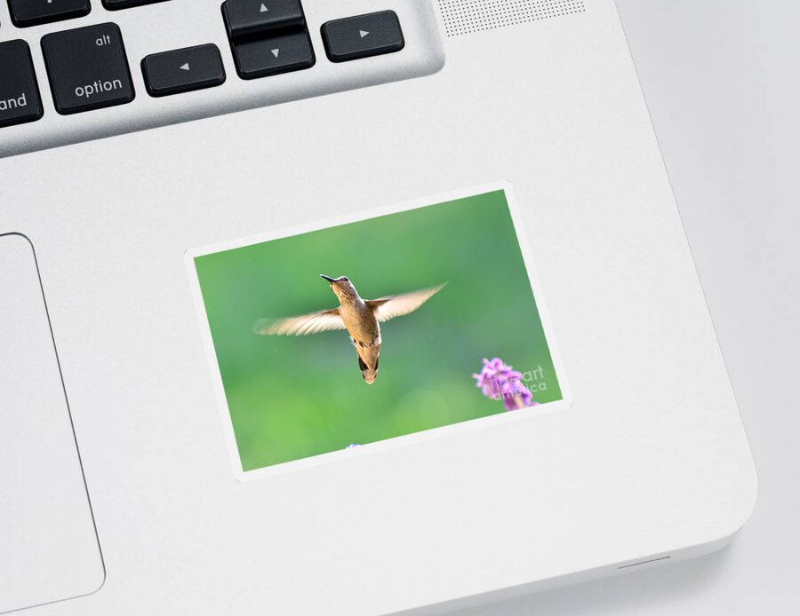Hummingbird Sticker featuring the photograph Free to Dance by Debby Pueschel