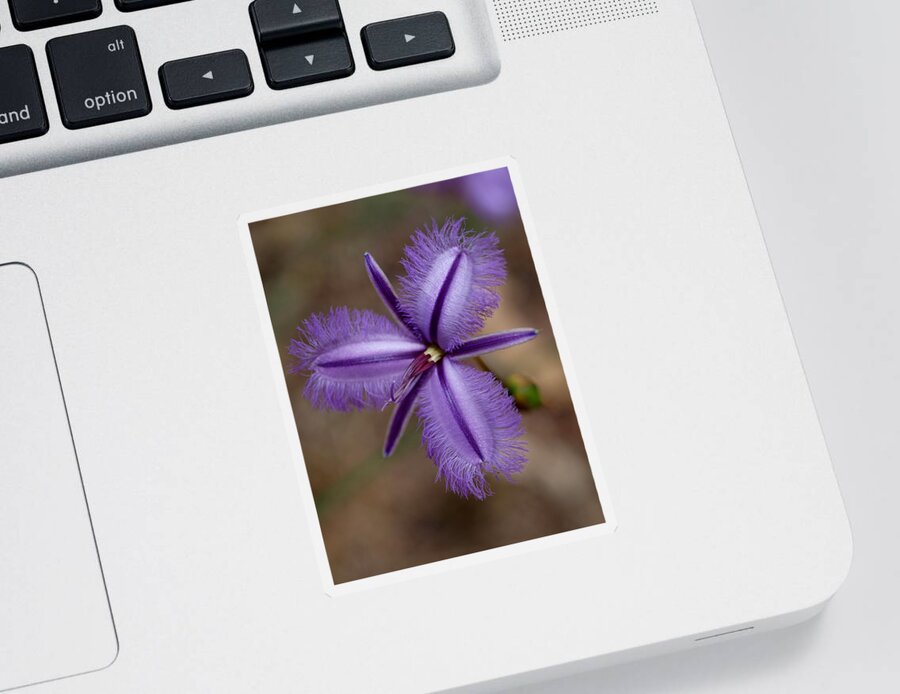 Fringed Lily Sticker featuring the photograph Fringed Lily Macro by Michaela Perryman