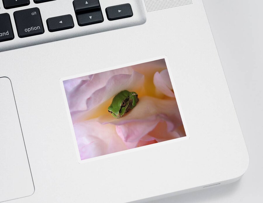 Chorus Frog Sticker featuring the photograph Frog and Rose photo 2 by Cheryl Hoyle
