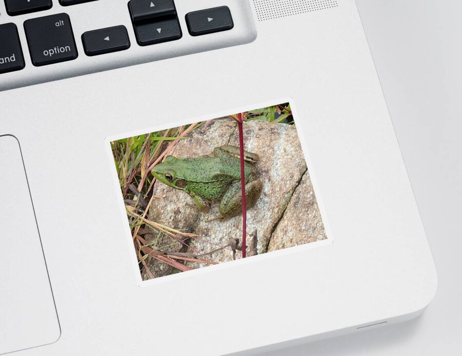 Frog Sticker featuring the photograph Frog by Robert Nickologianis