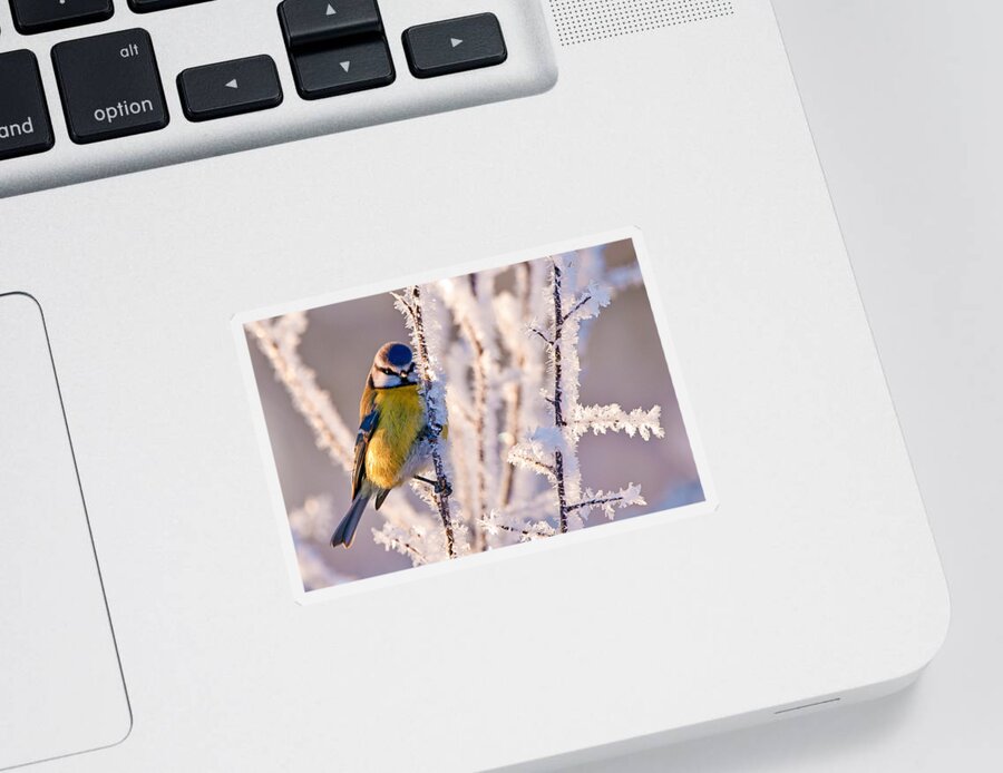 Frosty Blue Tit Sticker featuring the photograph Frosty Blue Tit by Torbjorn Swenelius