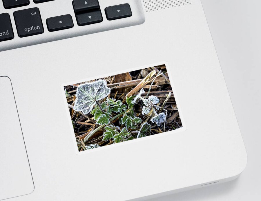 Frost Sticker featuring the photograph Frosty by Spikey Mouse Photography