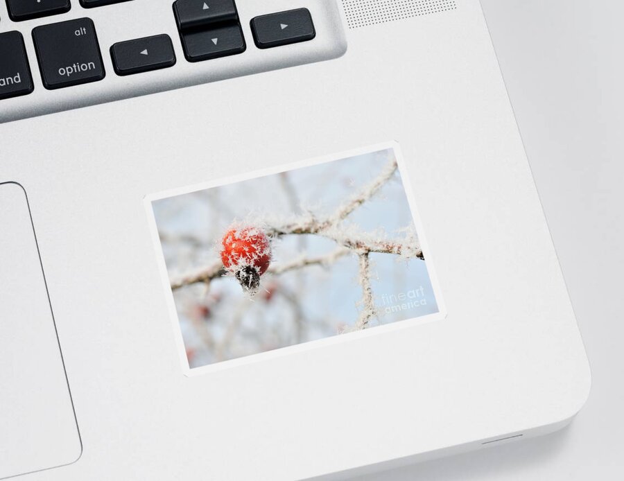  Sticker featuring the photograph Frozen rose hip by Martin Capek