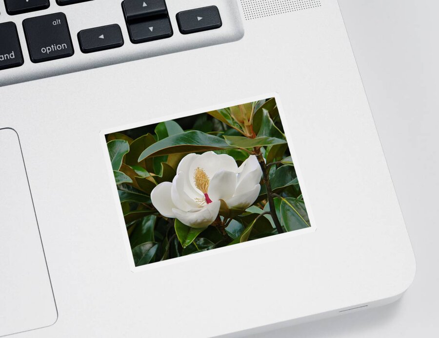 Magnolia Sticker featuring the photograph Full Bloom by Jean Goodwin Brooks