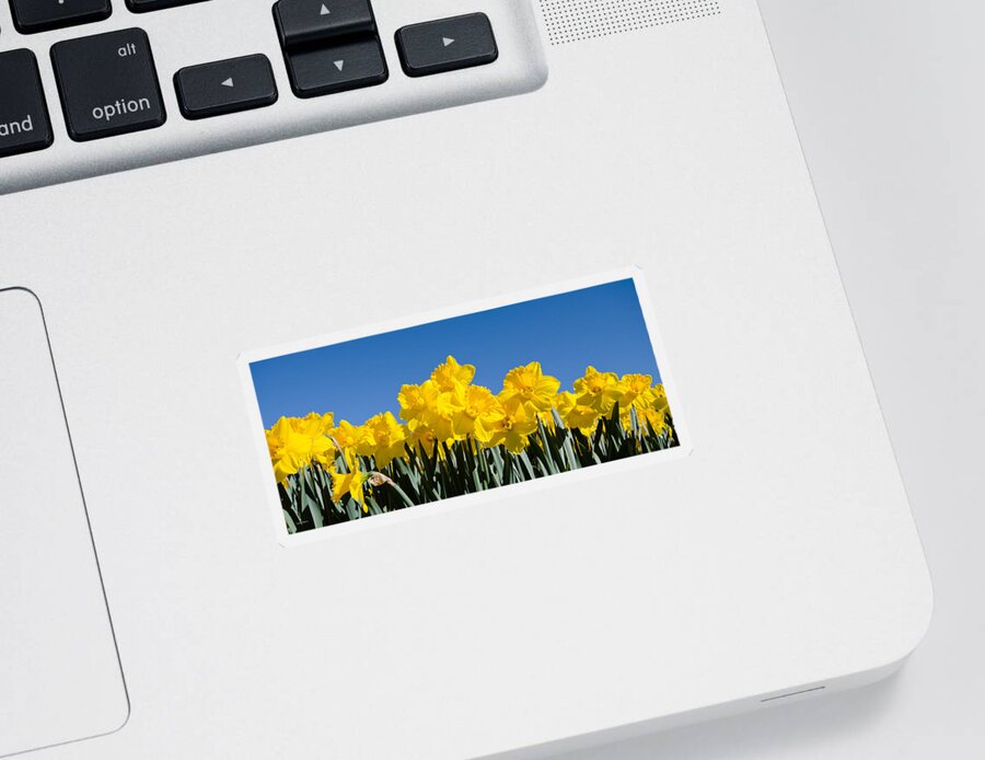 Yellow Day Lilies Sticker featuring the photograph Full of Light by Crystal Wightman